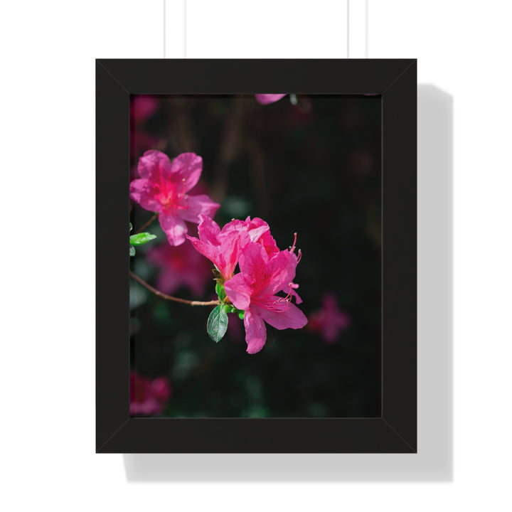 Standout Azalea - Framed Print