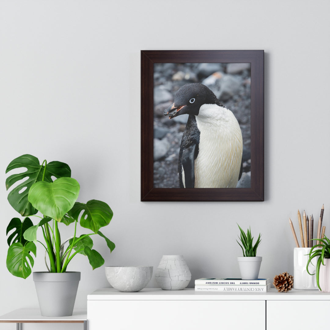 A Penguin's Pebble - Framed Print