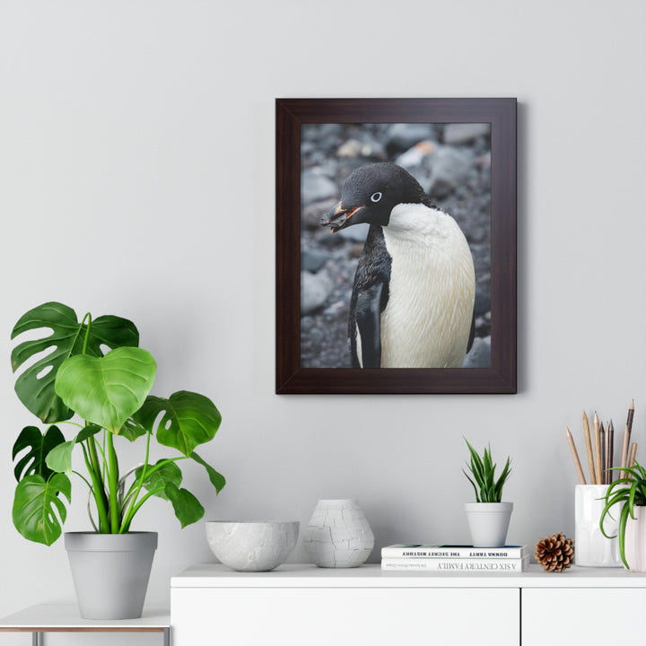 A Penguin's Pebble - Framed Print