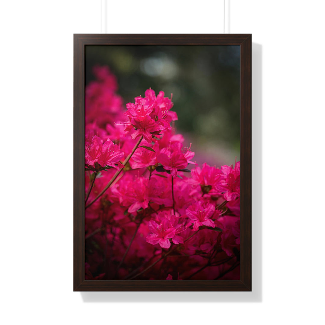 Full Bloom - Framed Print