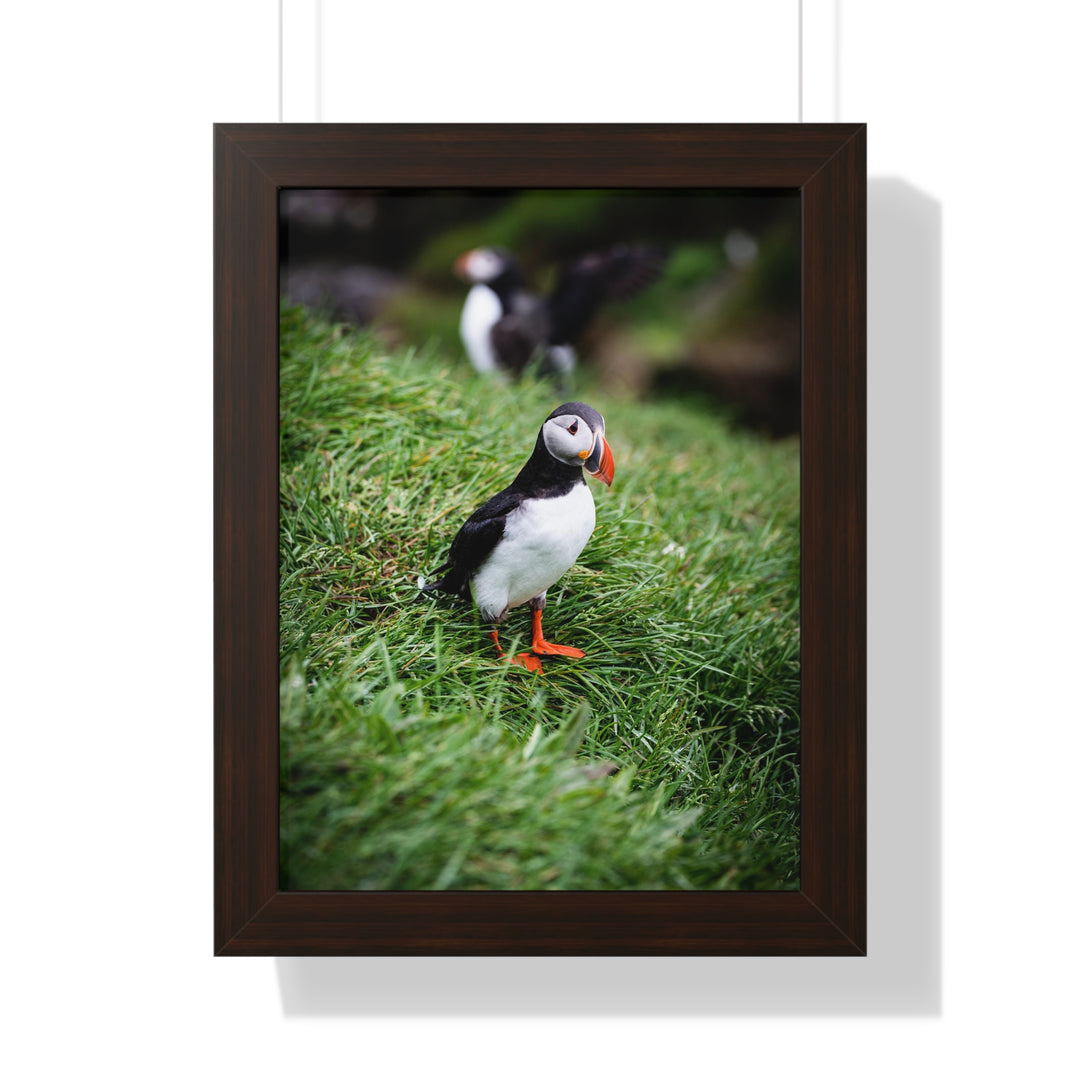 Curious Look - Framed Print