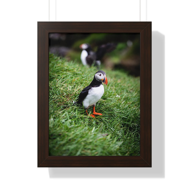 Curious Look - Framed Print