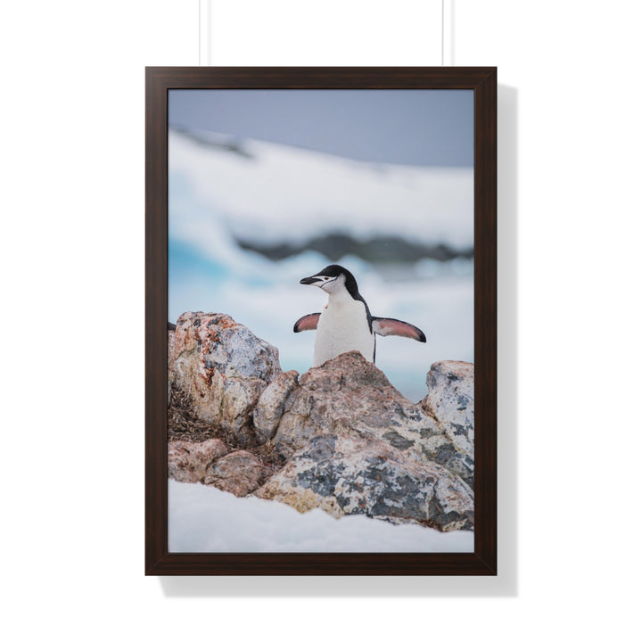 Stretched Penguin - Framed Print