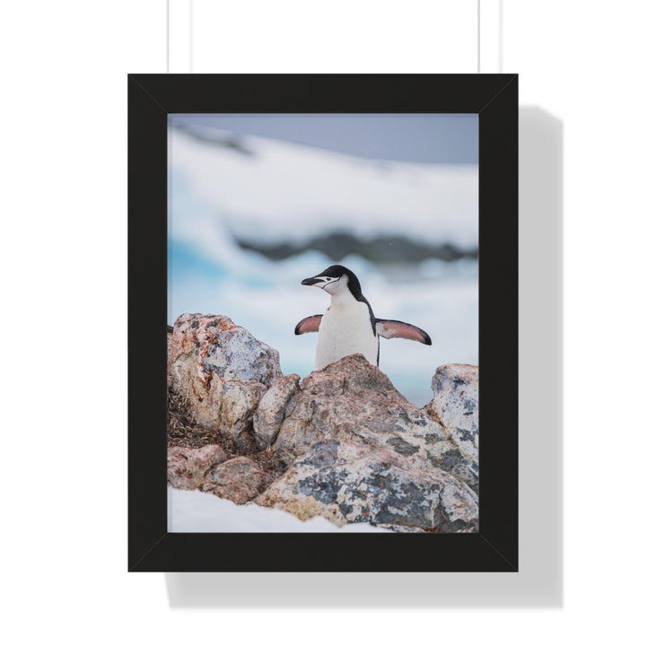 Stretched Penguin - Framed Print
