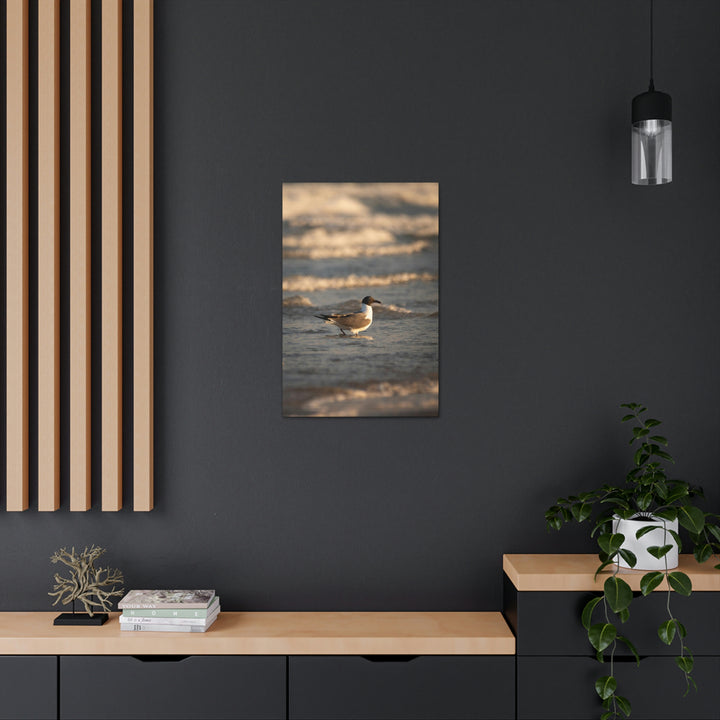 Laughing Gull in the Surf - Canvas