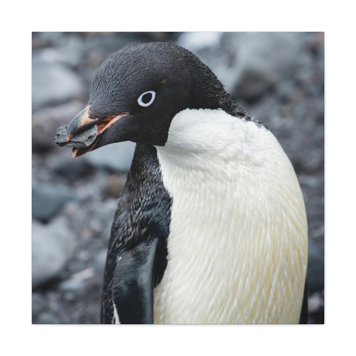 A Penguin's Pebble - Canvas