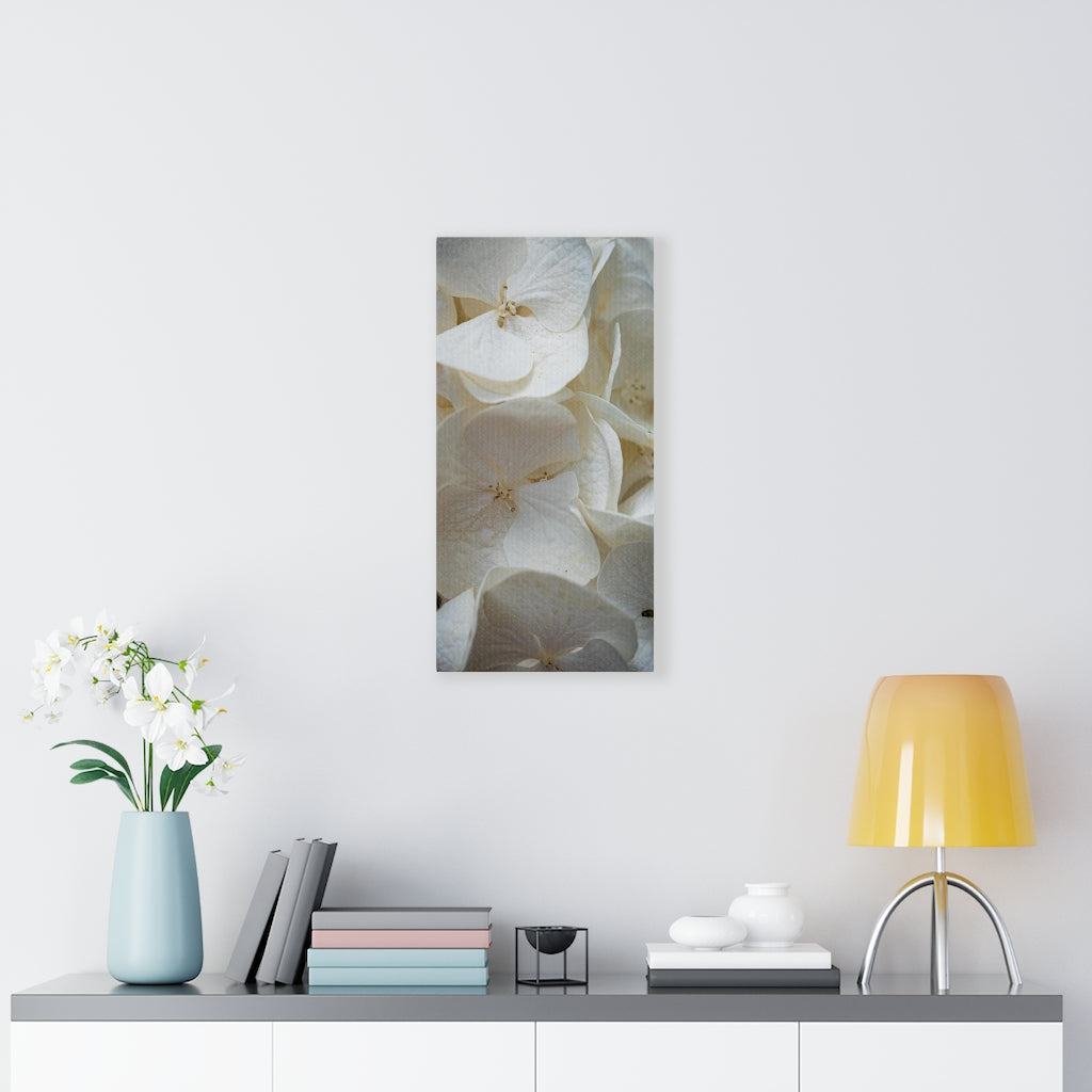 White Hydrangea Detail - Canvas