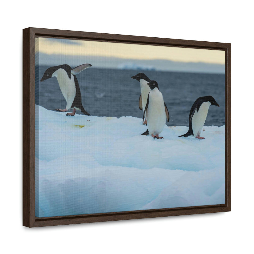 Penguin Dance - Canvas with Frame