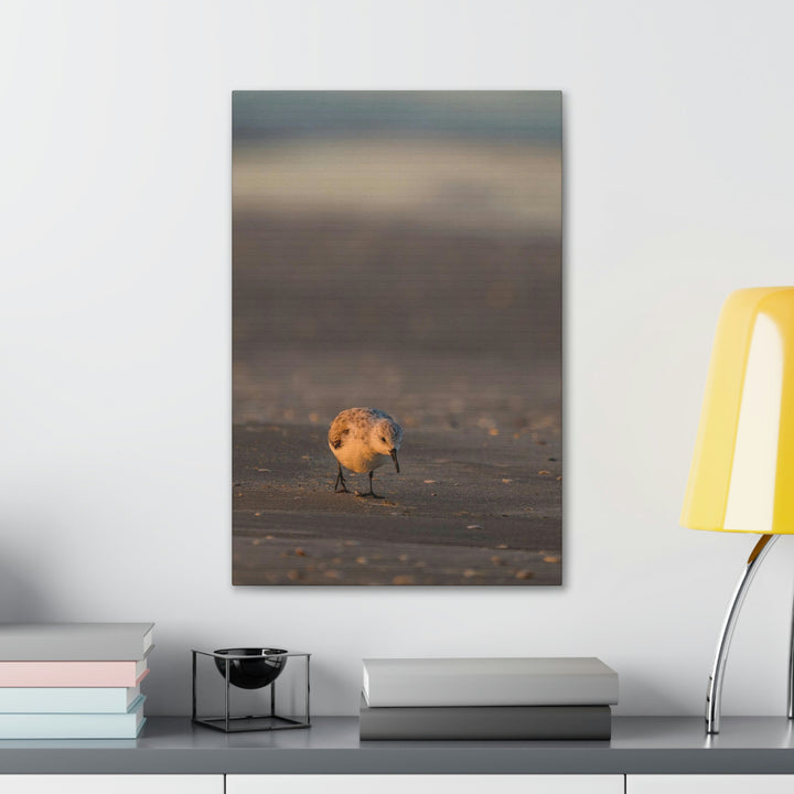 Feeding Sanderling - Canvas