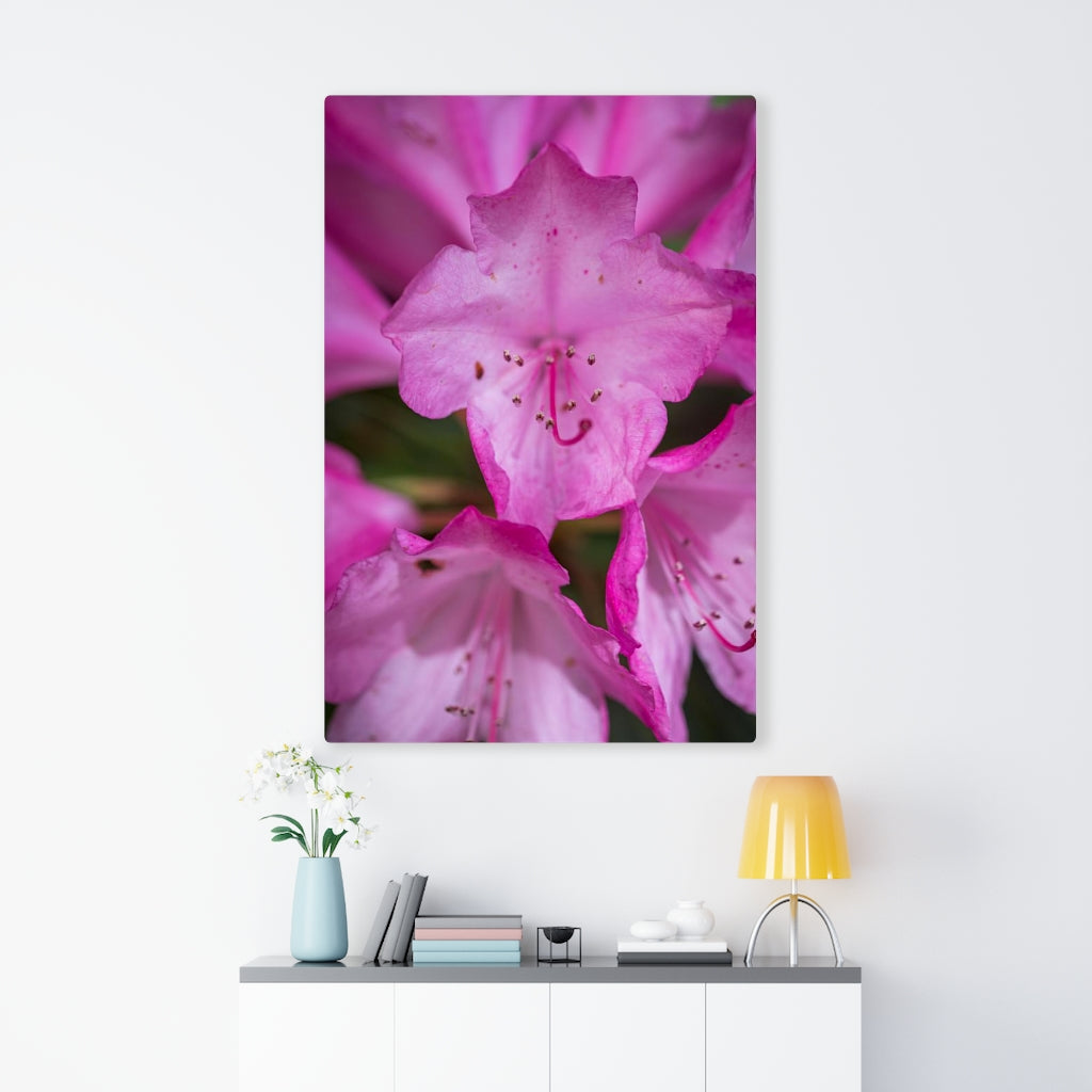 Soft Pinks - Canvas