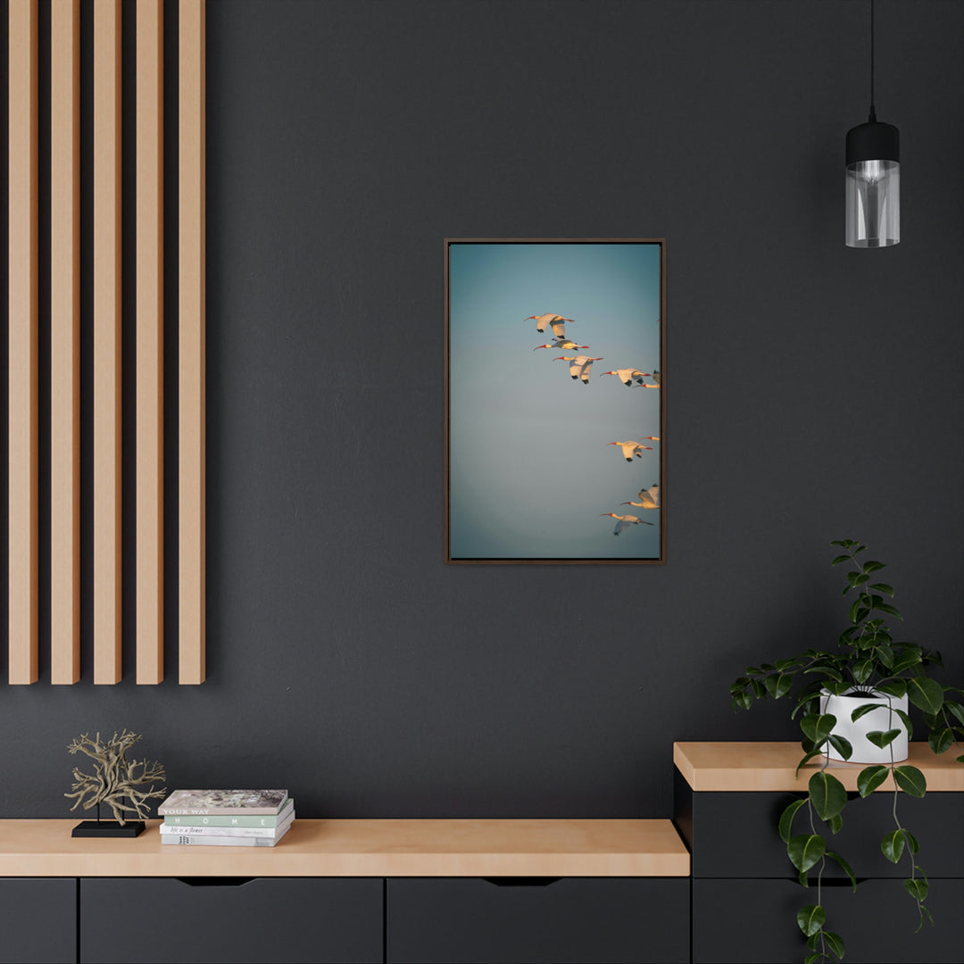 White Ibis in Flight - Canvas with Frame