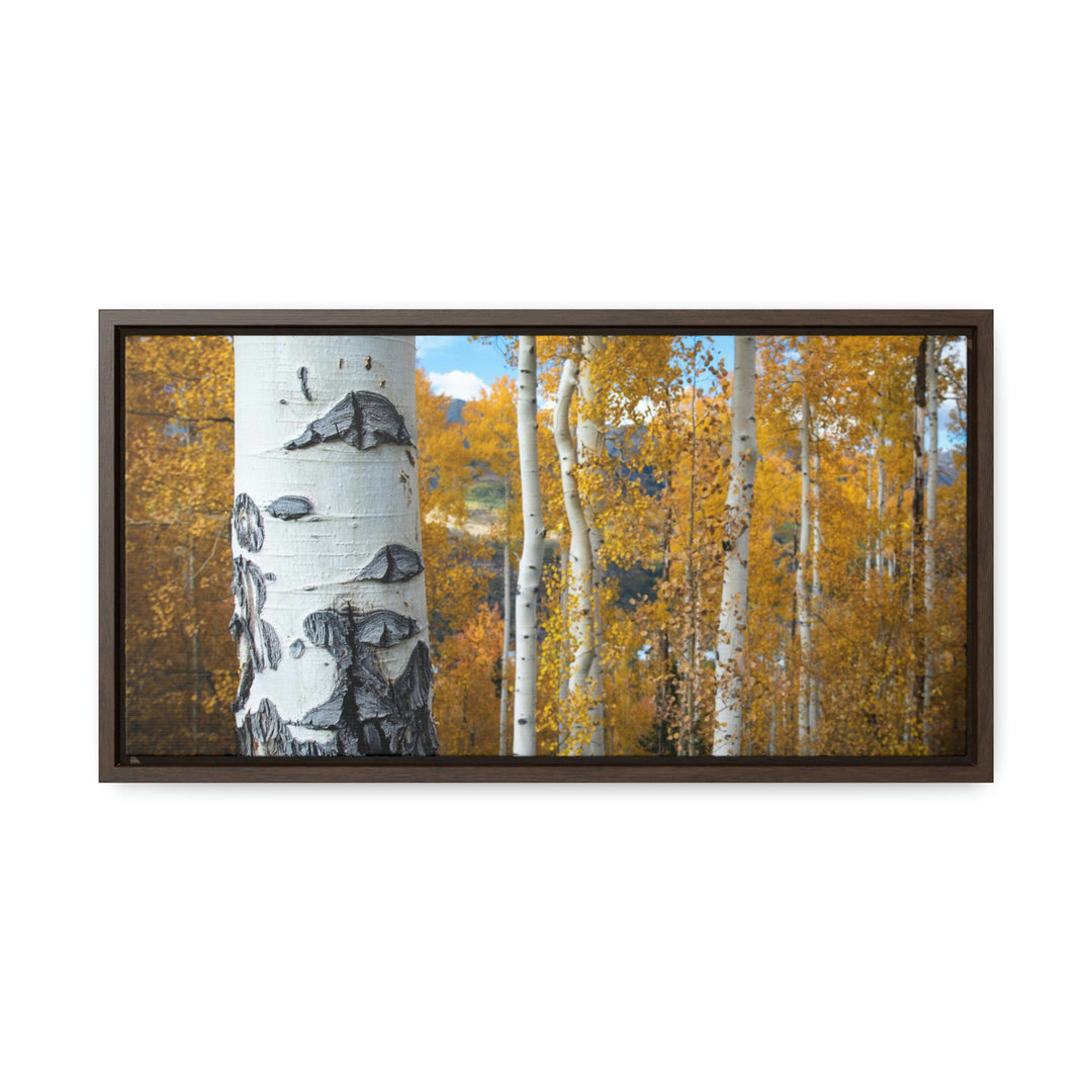 Aspens Changing - Canvas with Frame