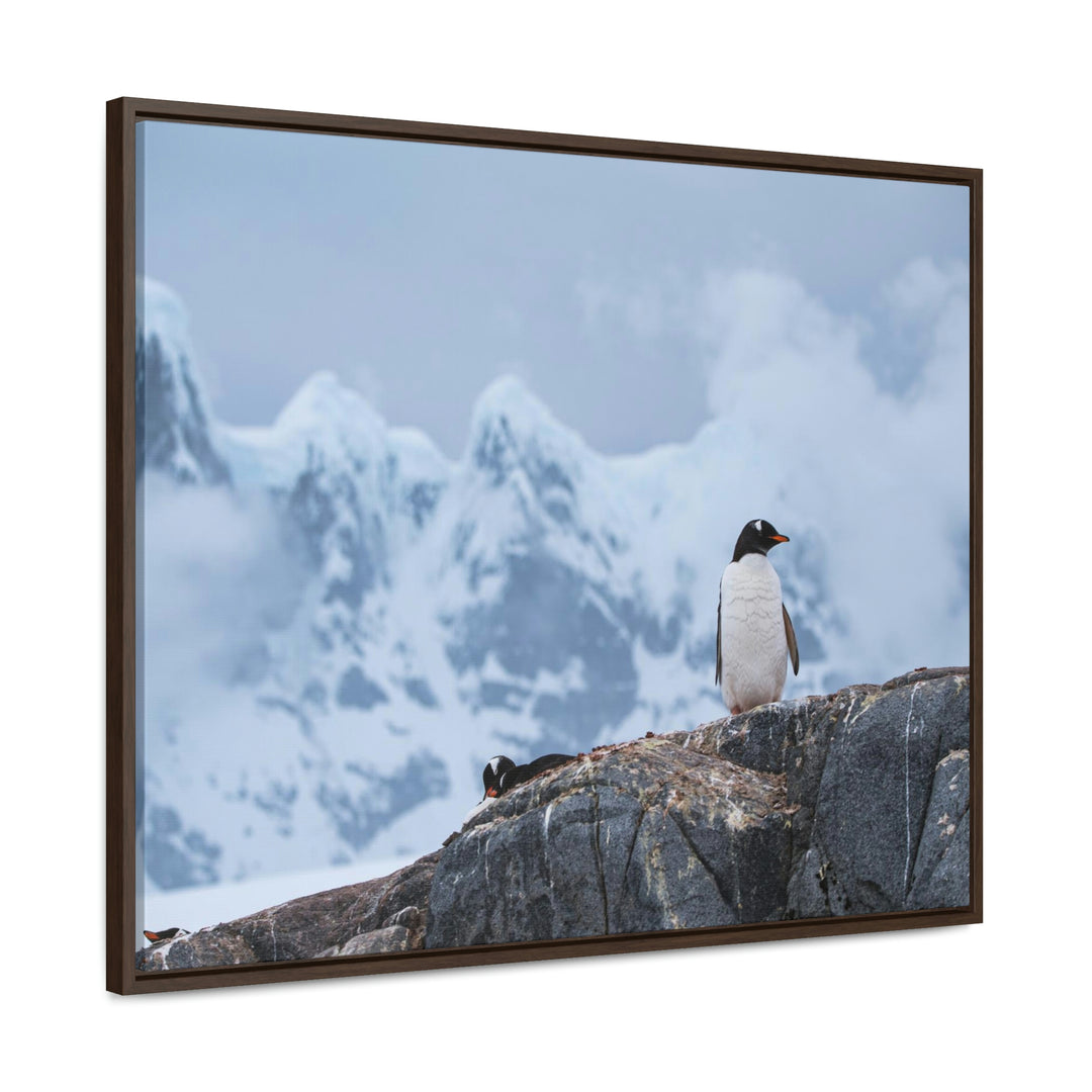 Poised Penguin - Canvas with Frame