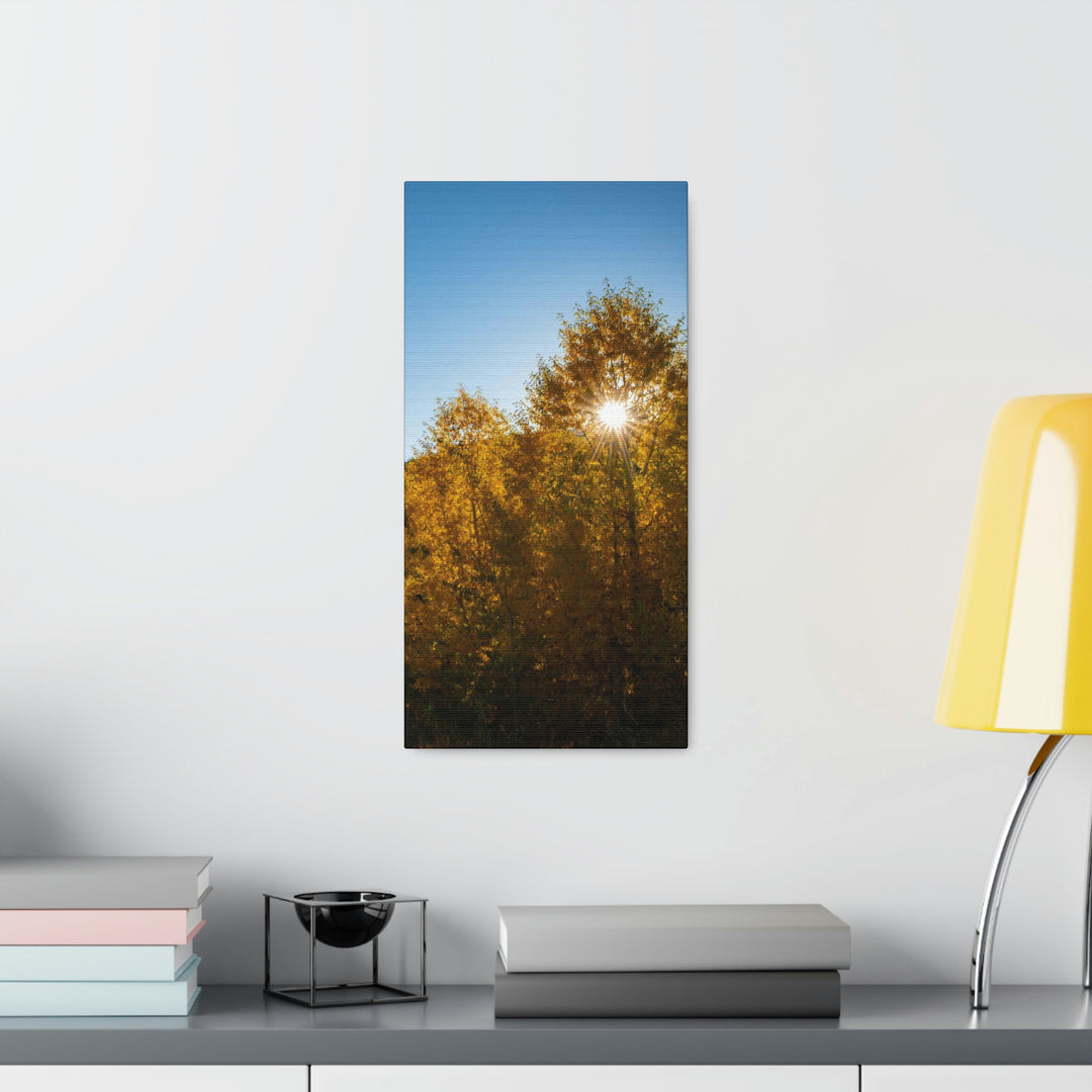 Sun Through the Aspens - Canvas