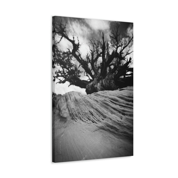 Desert Reach in Black and White - Canvas