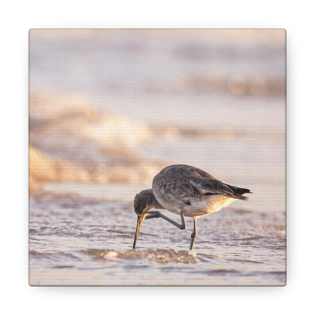 Willet Itch - Canvas