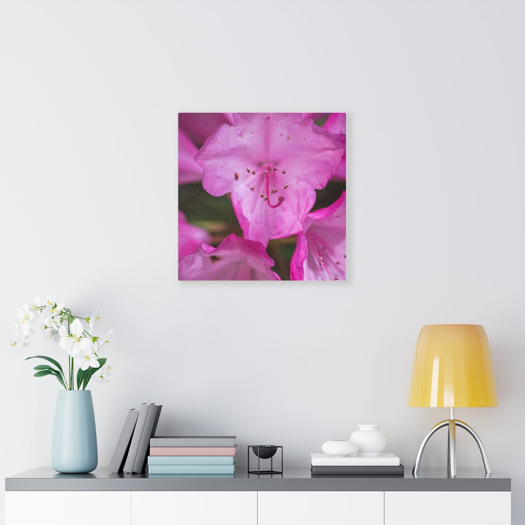 Soft Pinks - Canvas