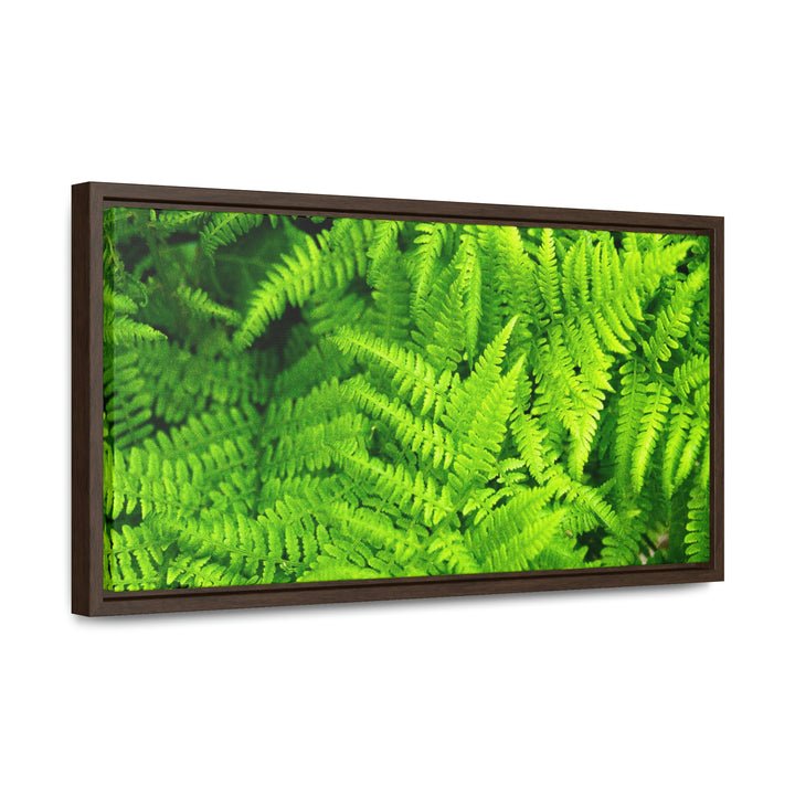 Ferns, Ferns, Ferns - Canvas with Frame