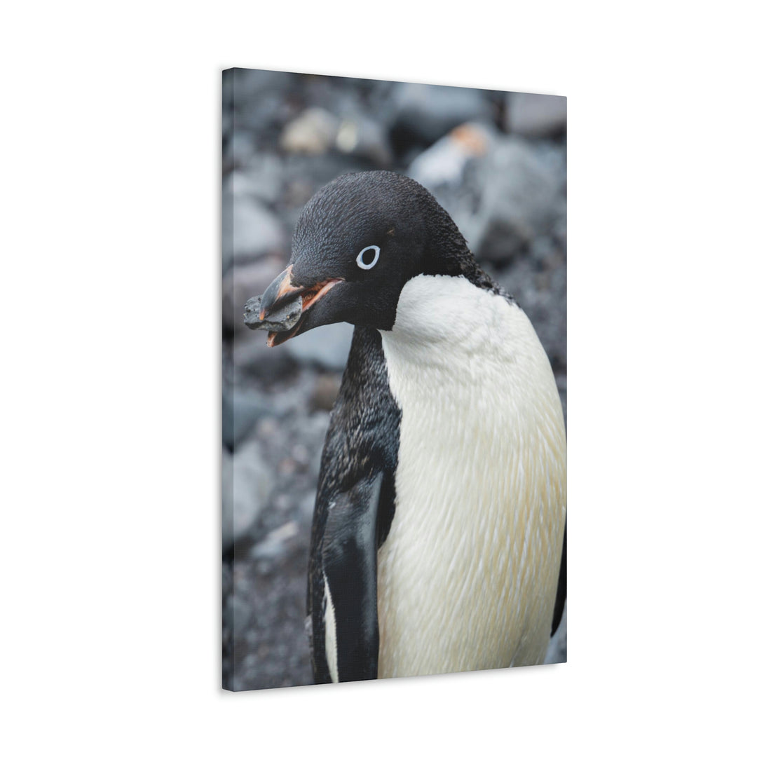 A Penguin's Pebble - Canvas