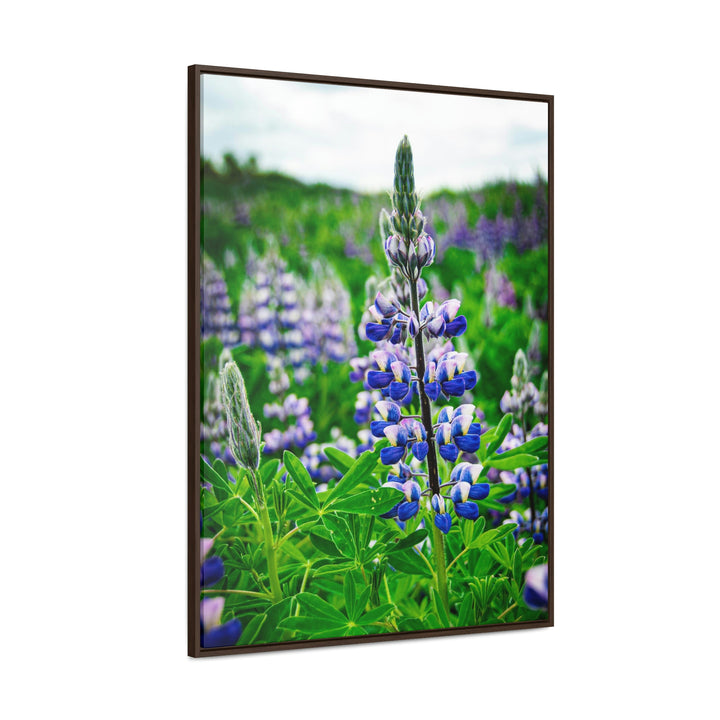 Glowing Lupin - Canvas with Frame