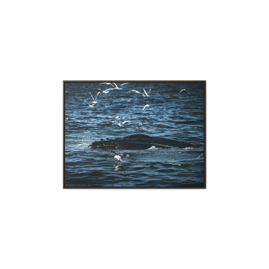 Humpback Hello - Canvas with Frame