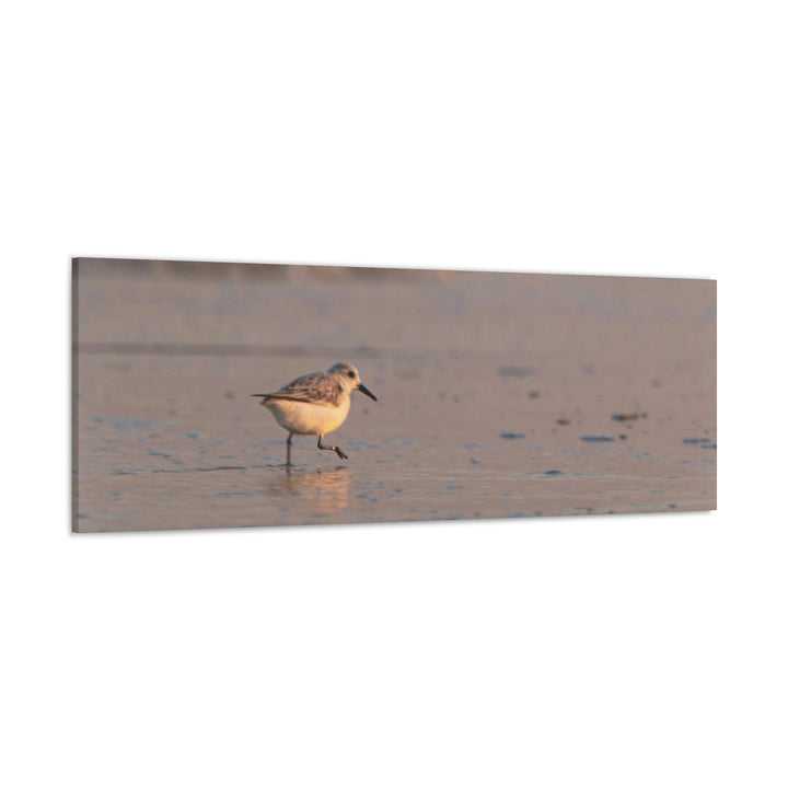 Sanderling in Soft Dusk Light - Canvas