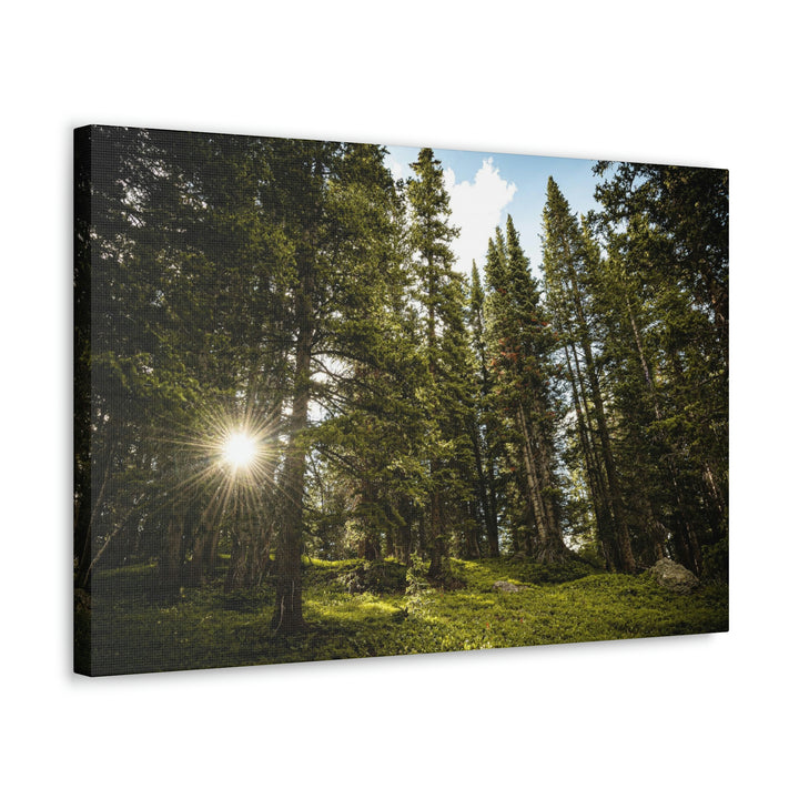 Forest Light - Canvas