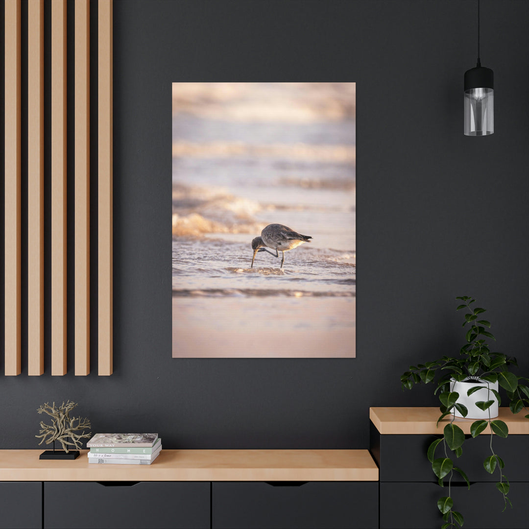 Willet Itch - Canvas