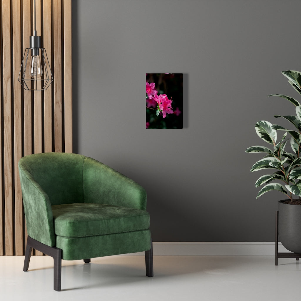 Standout Azalea - Canvas