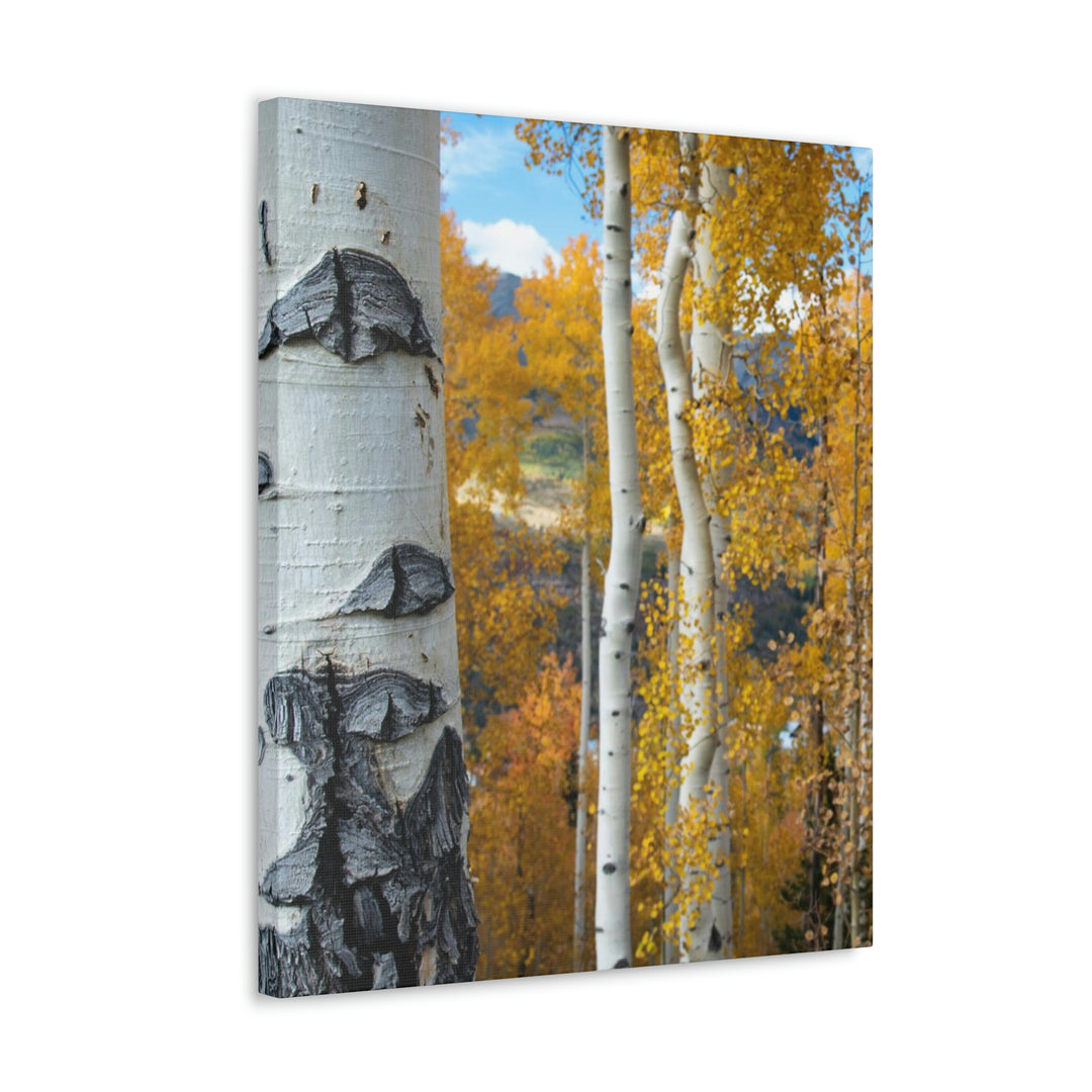 Aspens Changing - Canvas