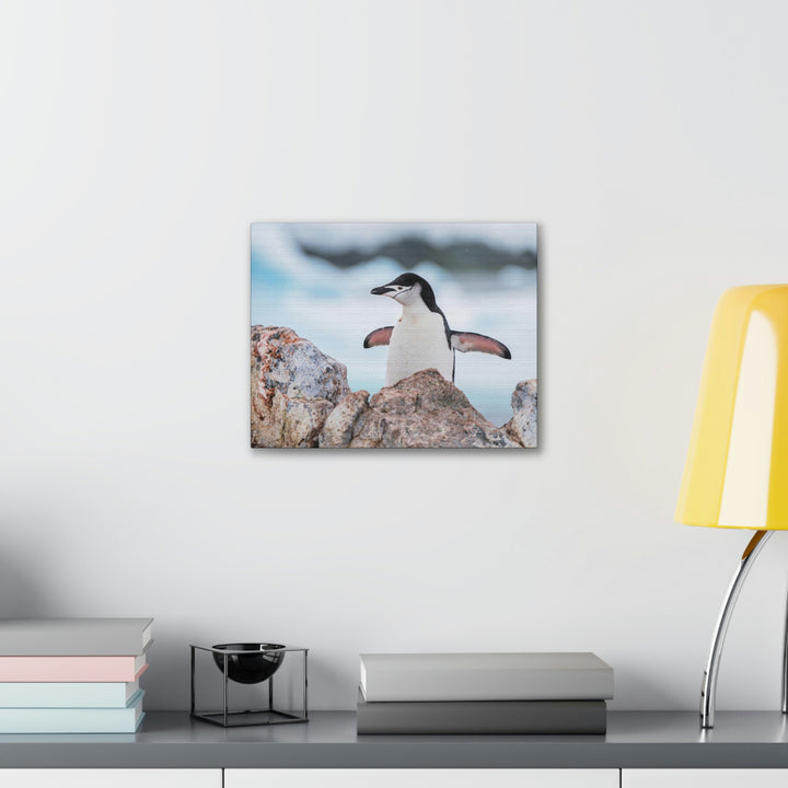 Stretched Penguin - Canvas