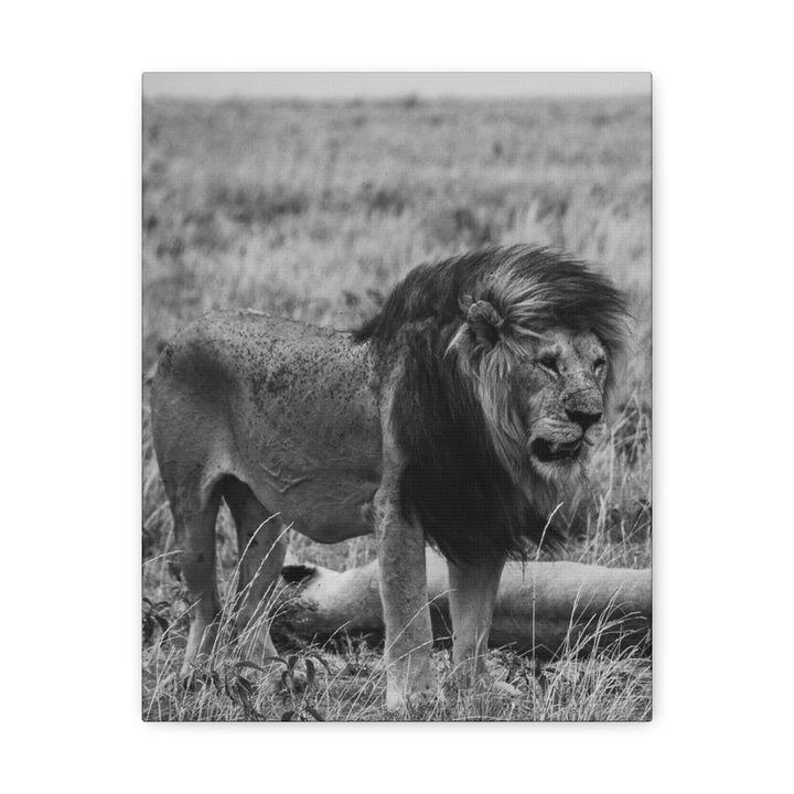 Mating Lions in Black and White - Canvas