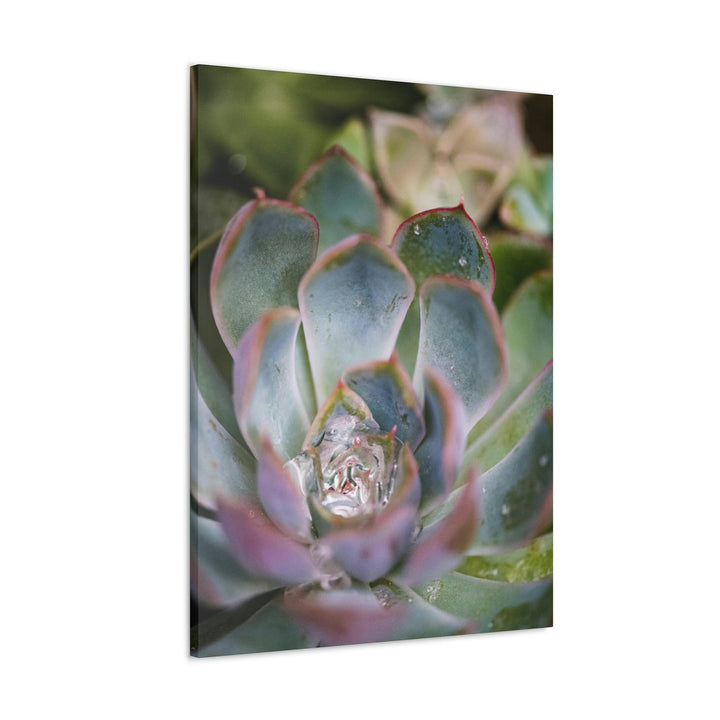 Stunning Succulent - Canvas