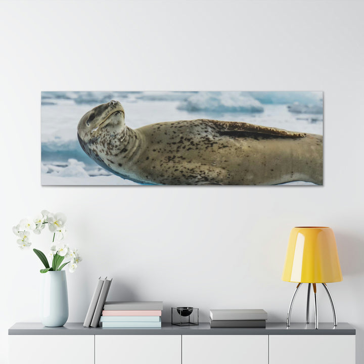 Leopard Seal Relaxing - Canvas