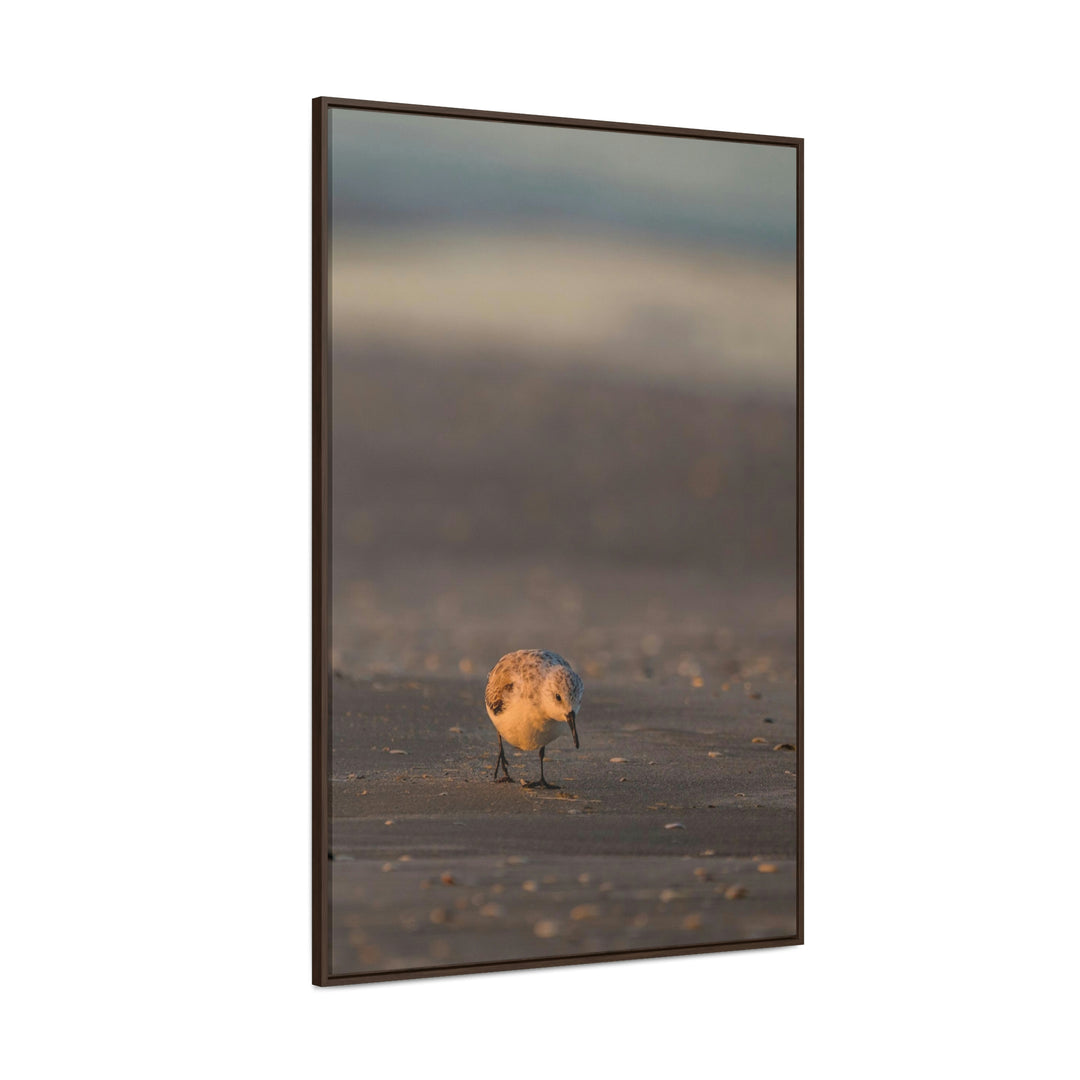 Feeding Sanderling - Canvas with Frame