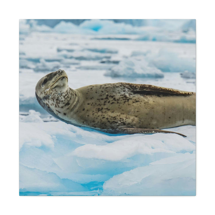 Leopard Seal Relaxing - Canvas