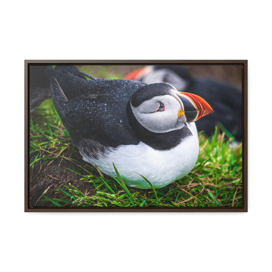 Resting Puffin - Canvas with Frame