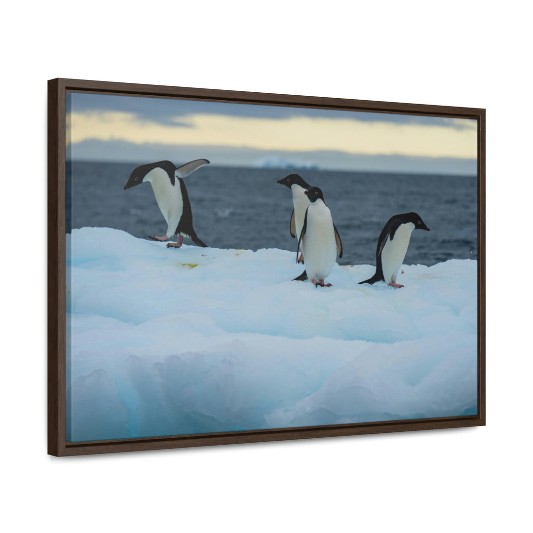 Penguin Dance - Canvas with Frame