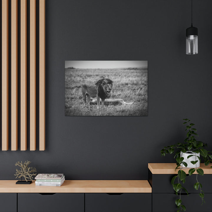 Mating Lions in Black and White - Canvas