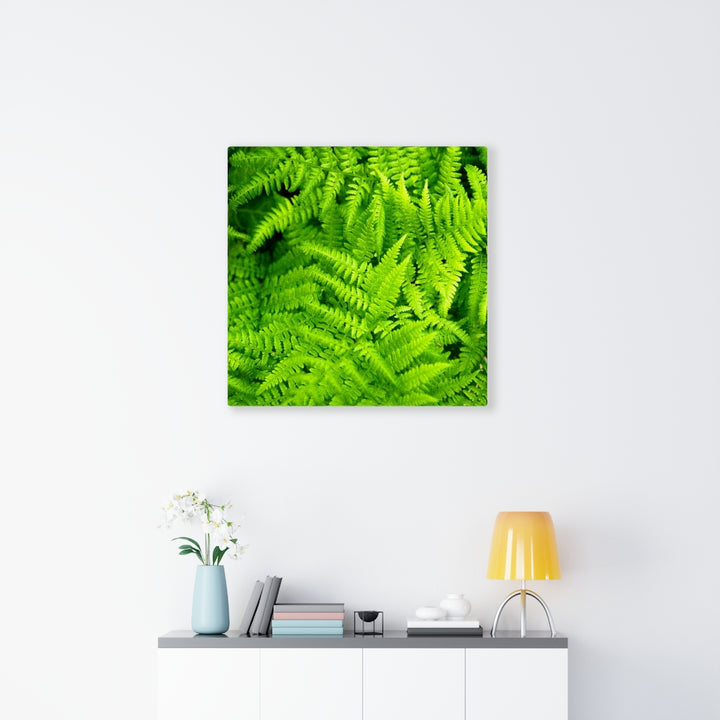 Ferns, Ferns, Ferns - Canvas