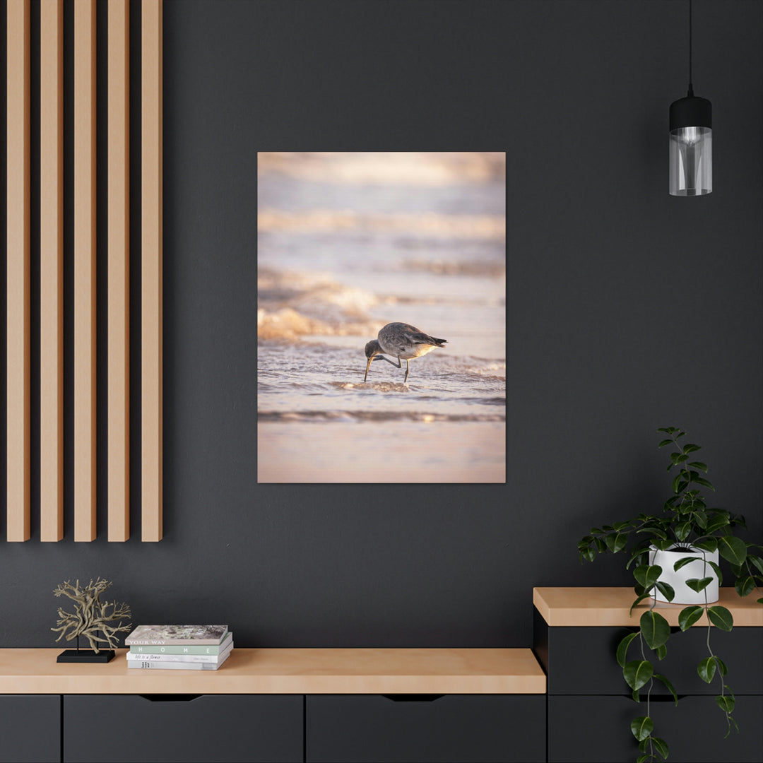 Willet Itch - Canvas