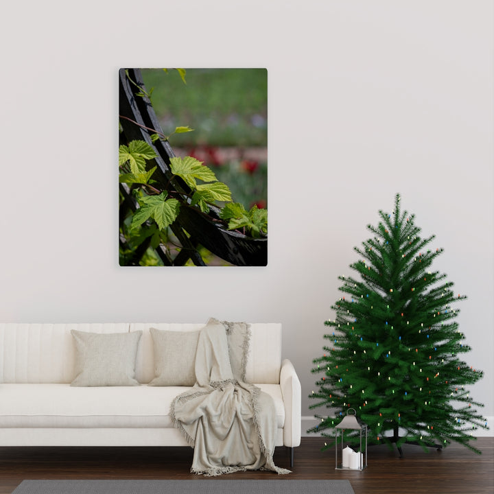 Ivy-Covered Fence - Canvas