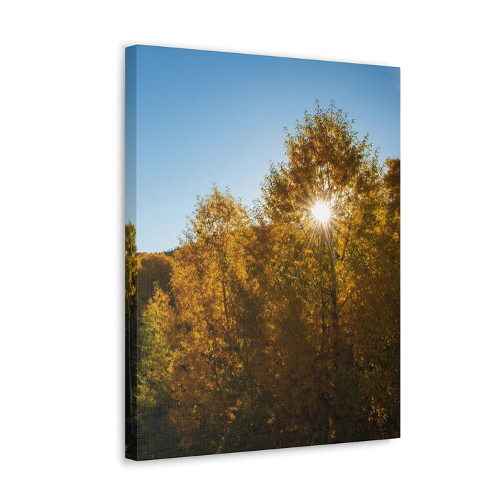 Sun Through the Aspens - Canvas