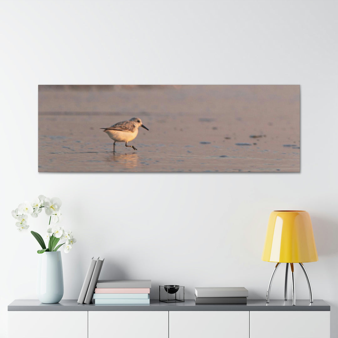 Sanderling in Soft Dusk Light - Canvas