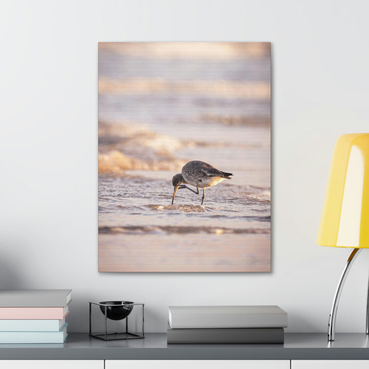 Willet Itch - Canvas