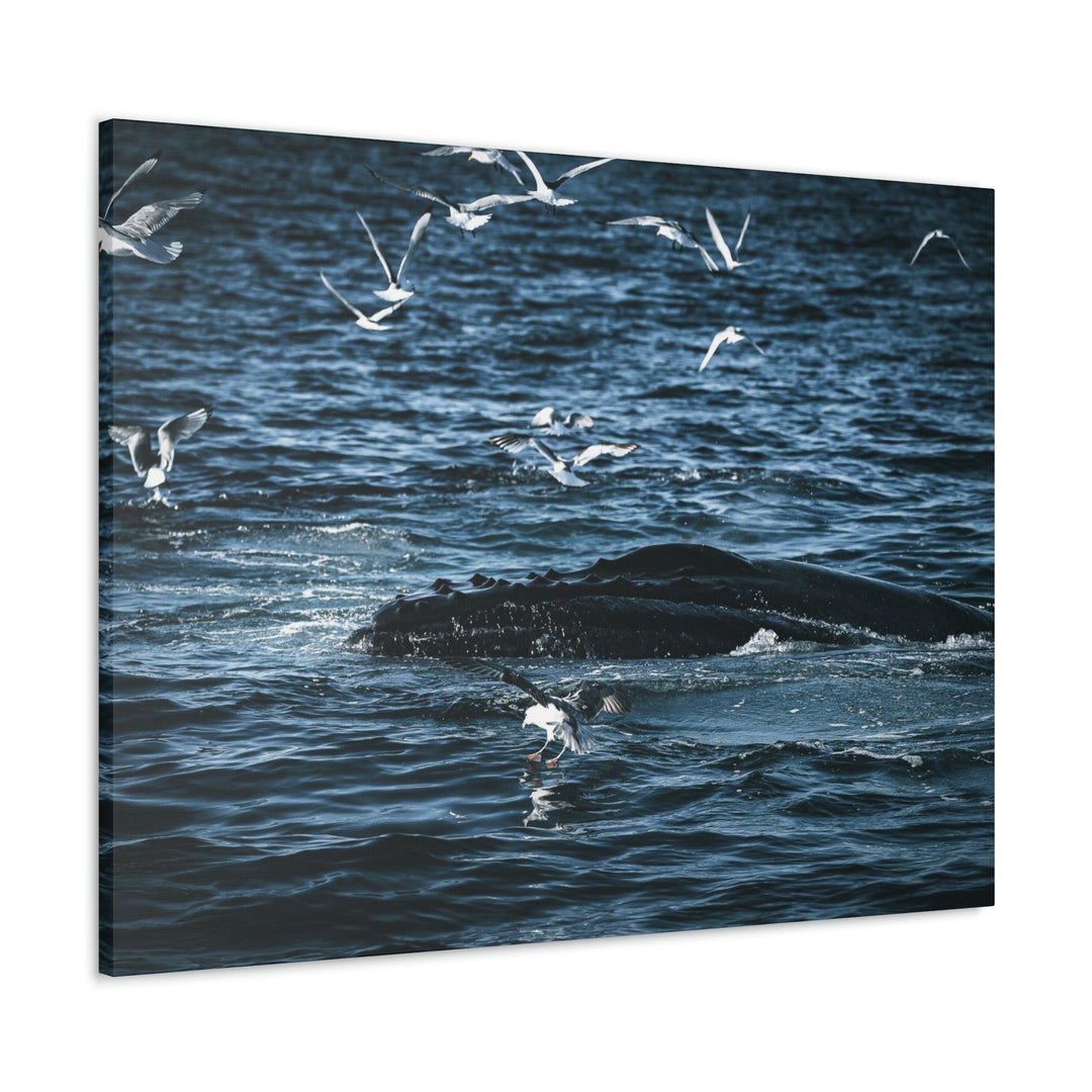 Humpback Hello - Canvas