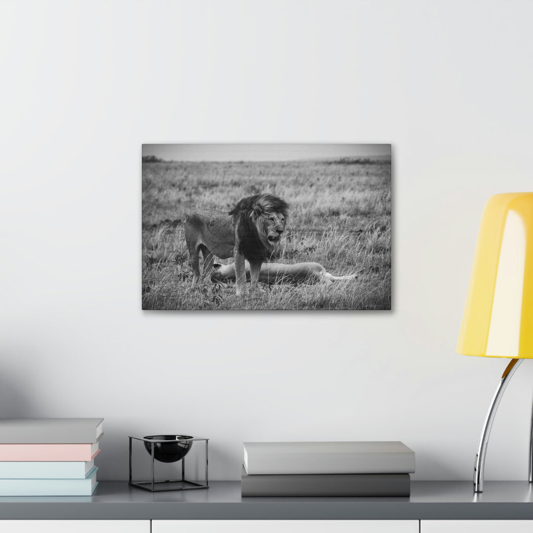 Mating Lions in Black and White - Canvas