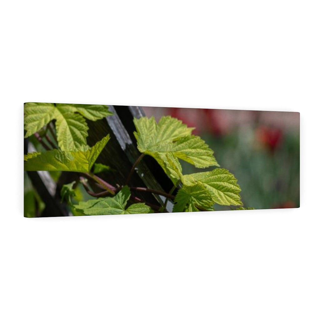 Ivy-Covered Fence - Canvas