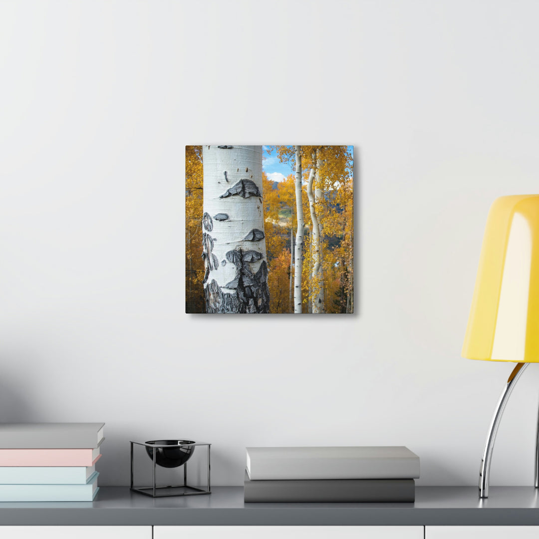 Aspens Changing - Canvas