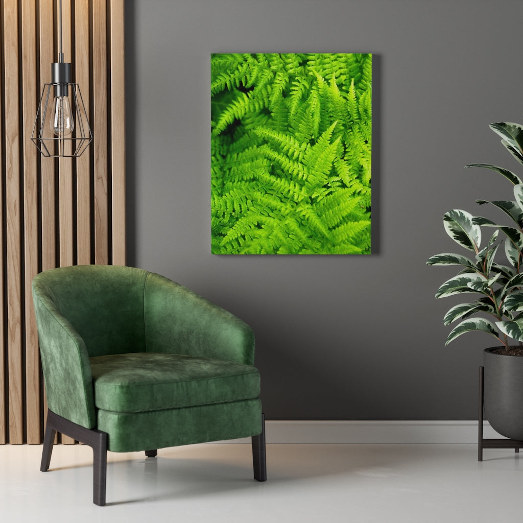 Ferns, Ferns, Ferns - Canvas